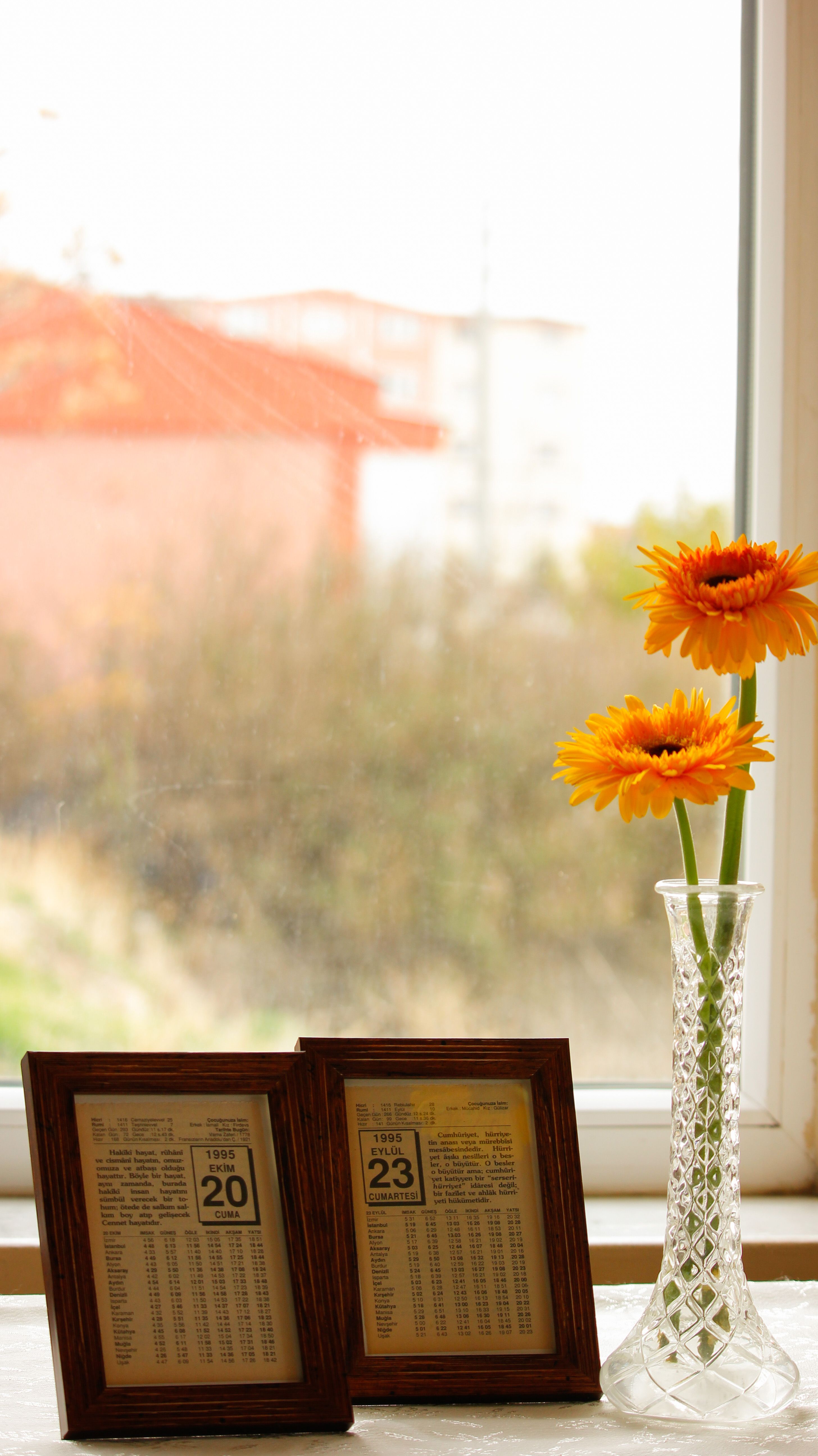Photo of Barberton Daisy Flowers Near Picture Frames · Free Stock Photo