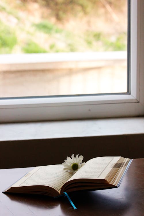Foto stok gratis Book, bunga, jendela