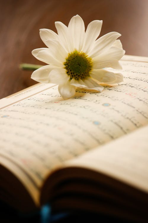 A White Oxeye Daisy on Top of a Book