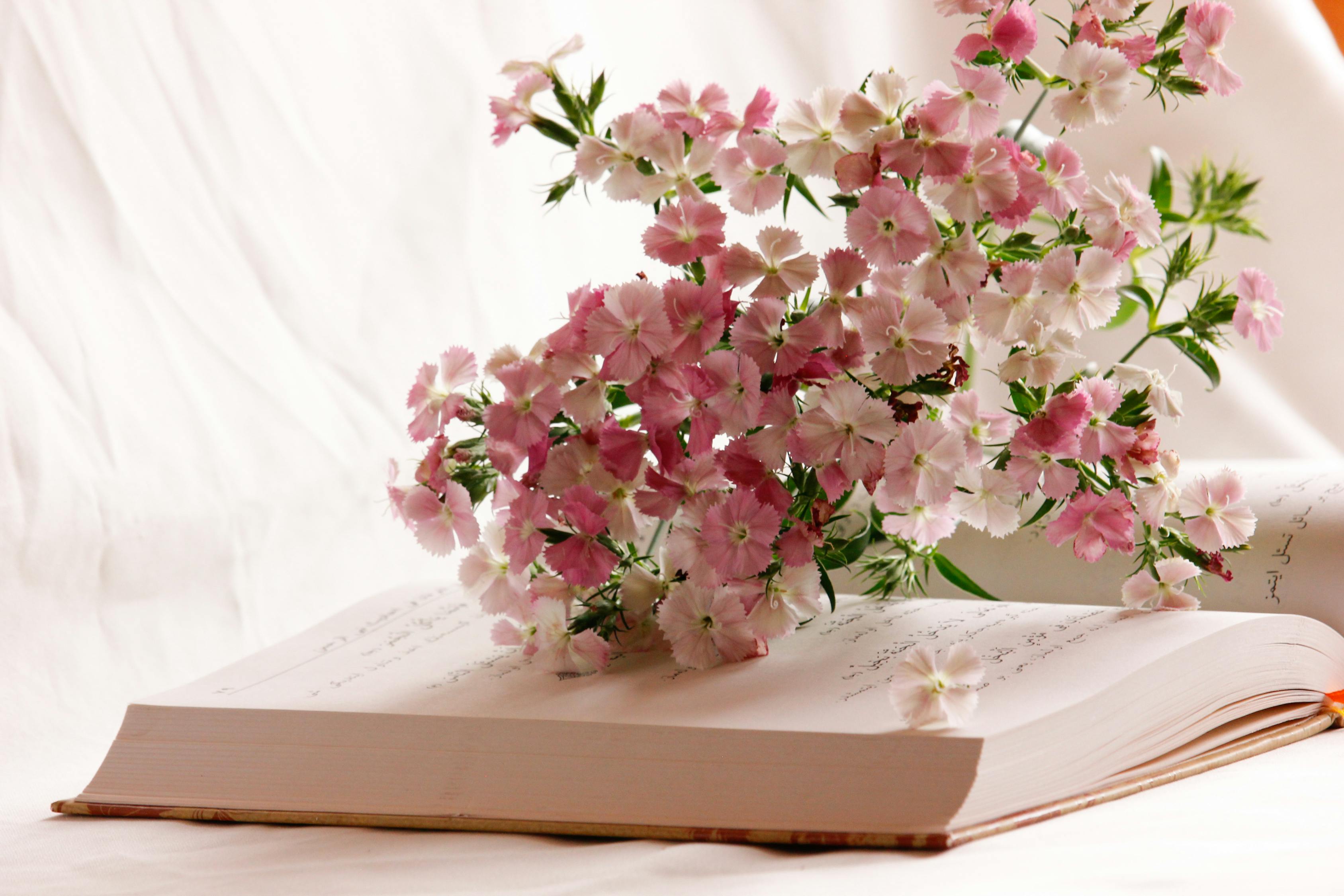 チャイナピンク, ピンクの花, フローラの無料の写真素材
