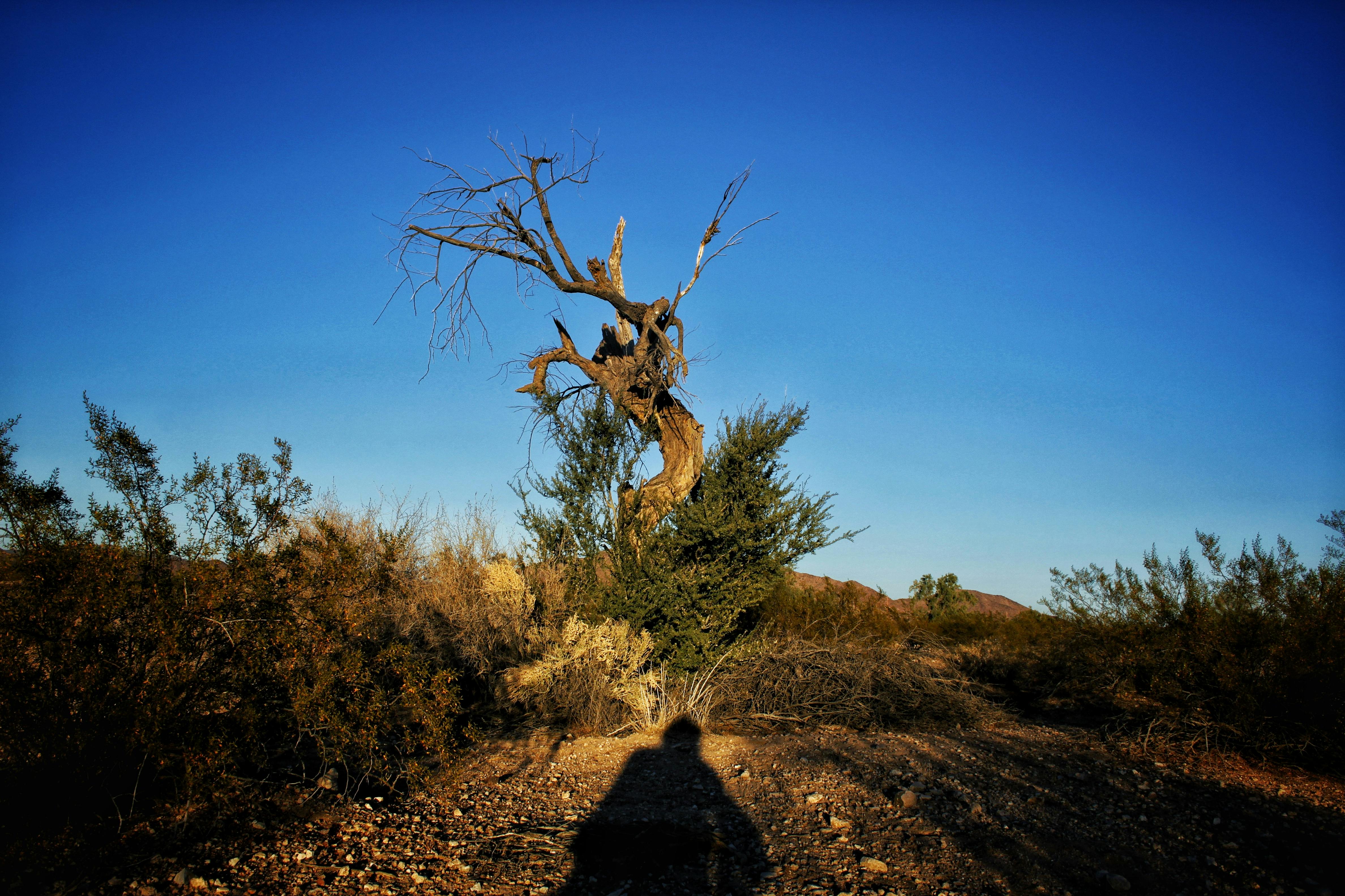 Free stock photo of arizona, bushes, green