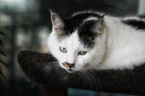 Free Shallow Focus Photography of White and Black Cat Stock Photo