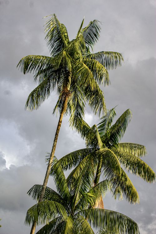 Free Majestic palm trees reaching up to a dramatic gray sky, creating a serene tropical scene. Stock Photo