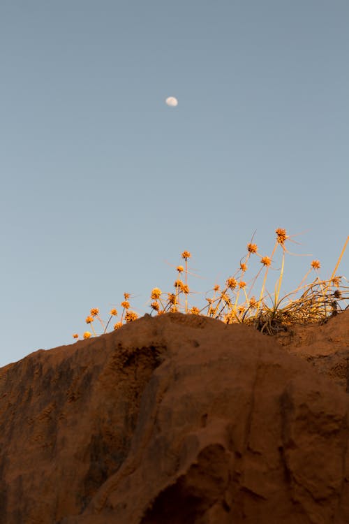 Brown Flowers on Brown Rock Formation