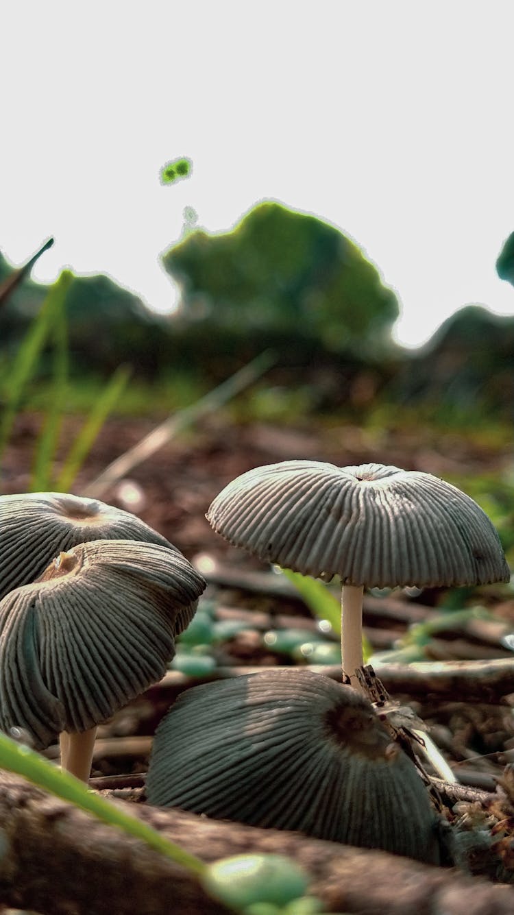 Close-Up Shot Of Wild Mushrooms