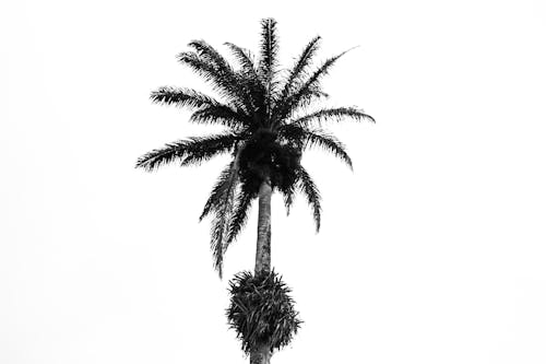 グレースケール写真, ココナッツの木, モノクロームの無料の写真素材
