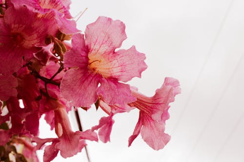 Pink Flowers in Close-Up Photography