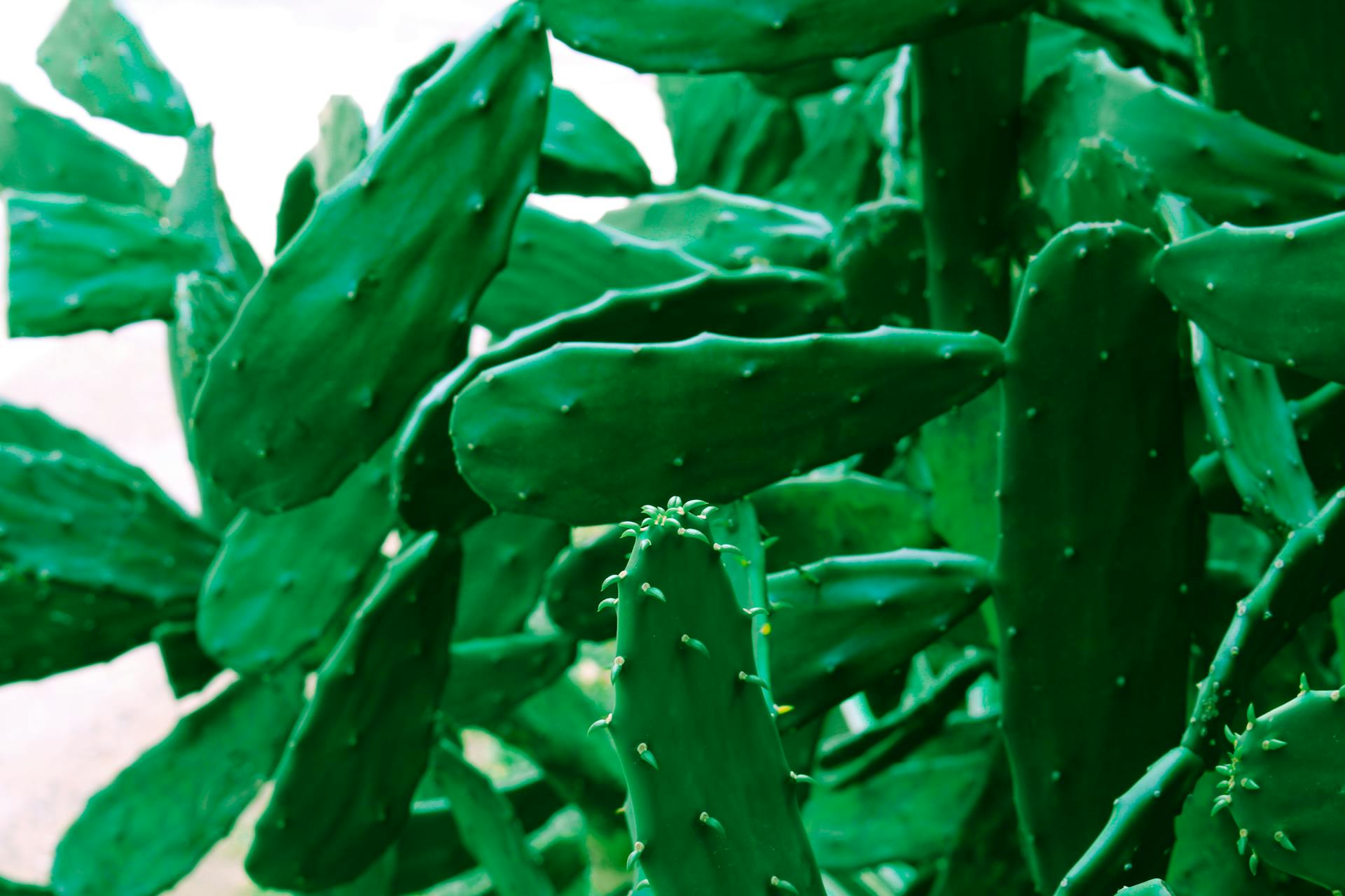 Close-Up Shot of Nopal Cactus