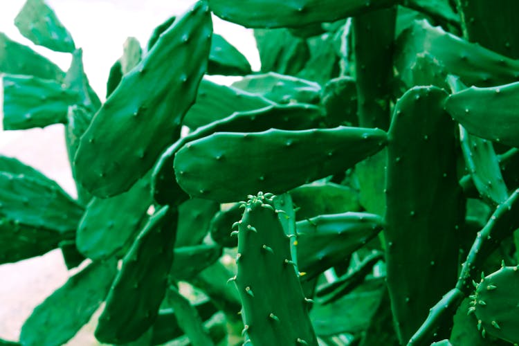 Close-Up Shot Of Nopal Cactus