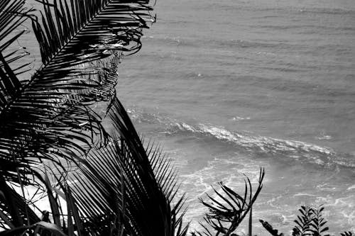 Grayscale Photo of Palm Trees Near Beach