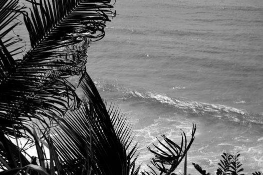 Grayscale Photo of Palm Trees Near Beach