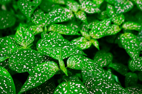 Close-up Photo of Green Leaves of a Polka Dot Plant