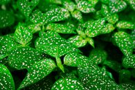 Water Droplets on Green Leaves
