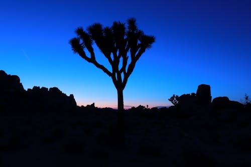 Free stock photo of backlit, cactus, desert background