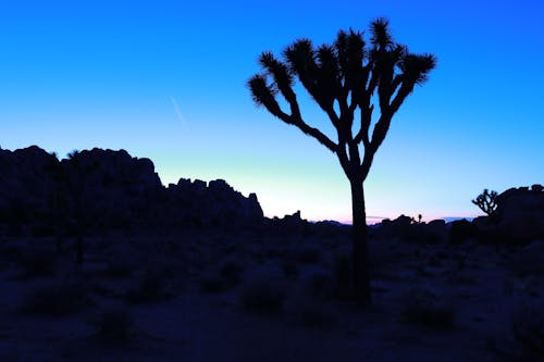 Free stock photo of backlit, cactus, desert background