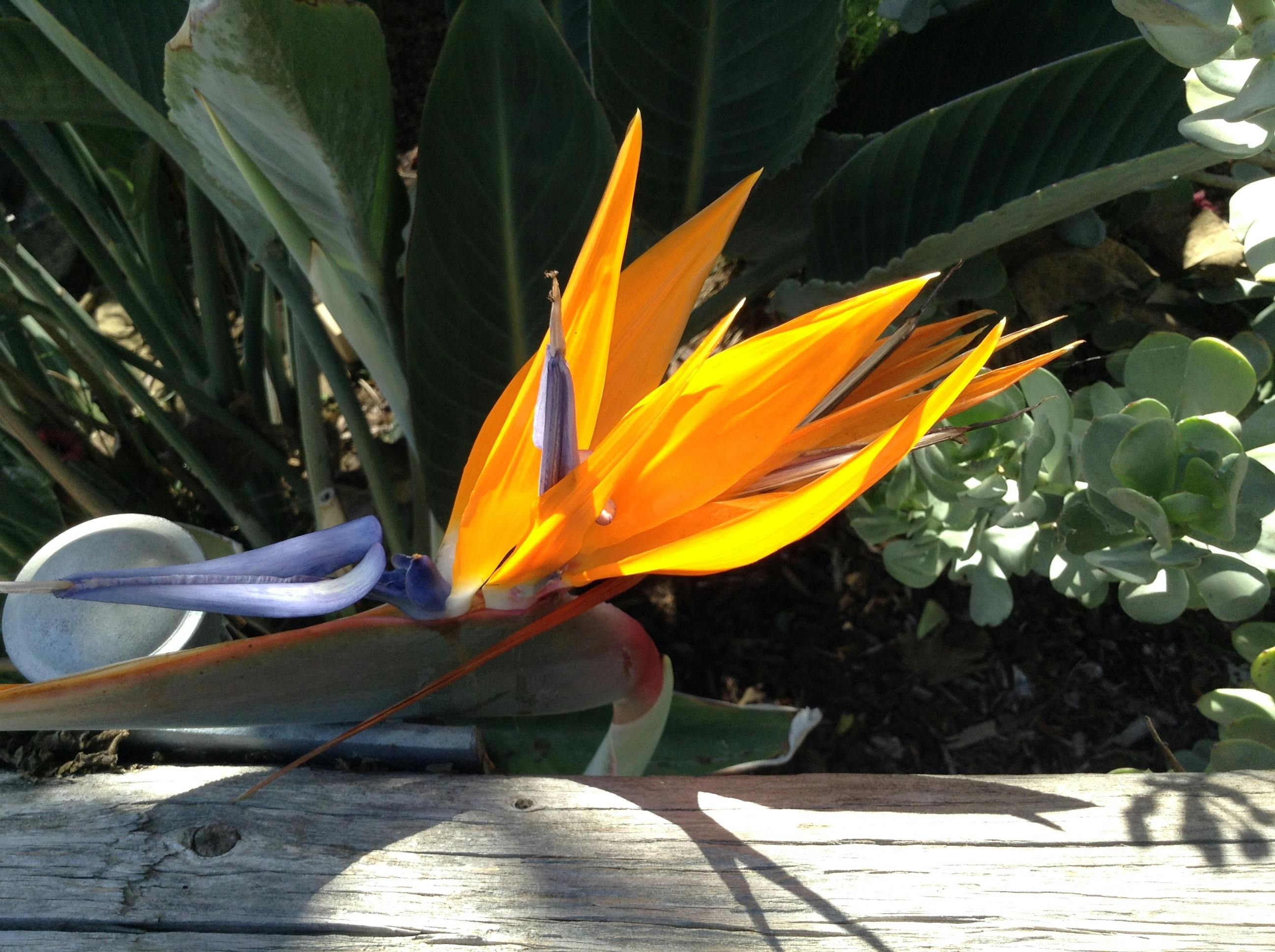 Free stock photo of bird of paradise, Exotic flower