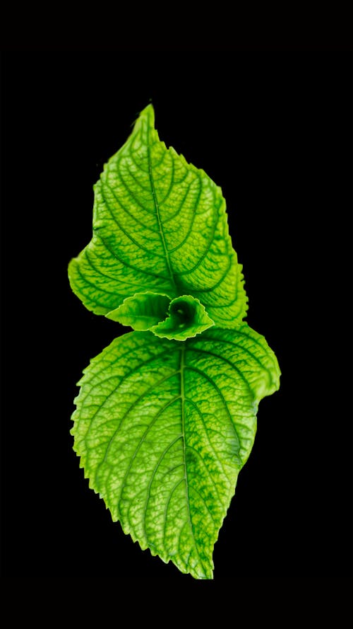 Free Green Leaf Stock Photo