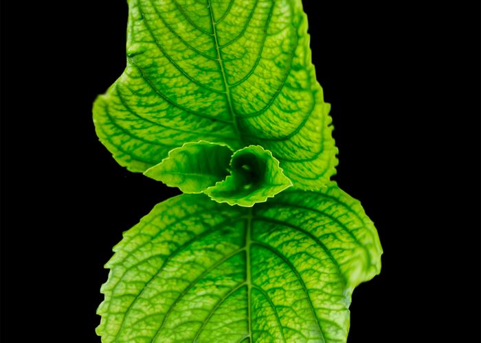 Fresh Mint Plant - Urban Goes Green Plant Guide