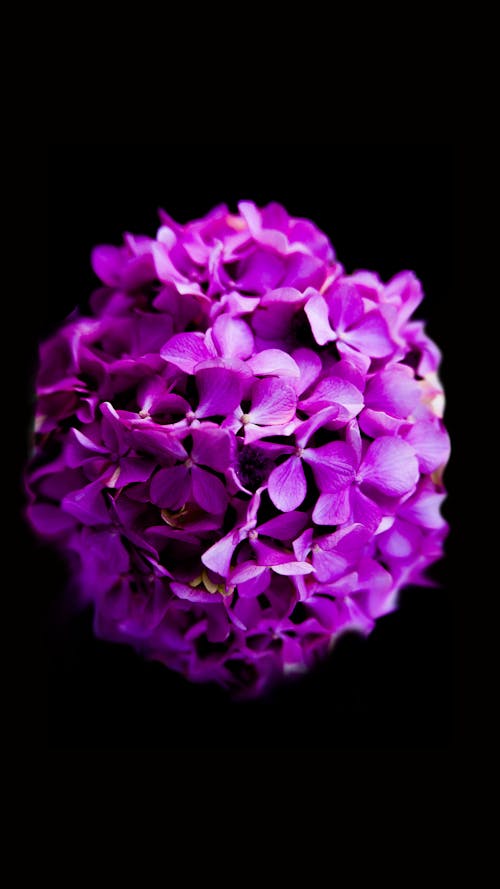 gratis Paarse Bloemen Stockfoto