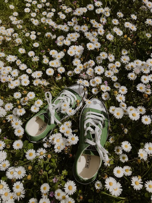 Pair of shoes on meadow with blooming chamomiles