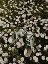 Pair of shoes on meadow with blooming chamomiles