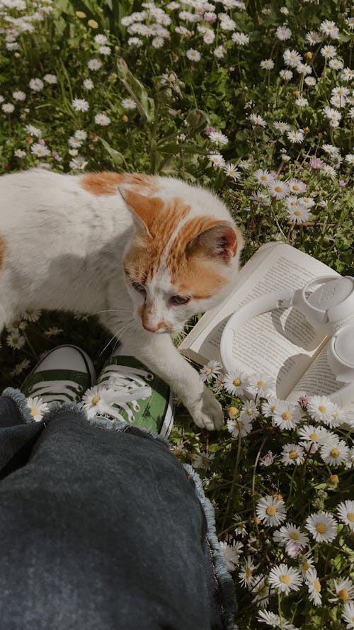 Free From above of crop unrecognizable female enjoying nature with cat and opened book with headphones on lawn with blooming chamomiles Stock Photo