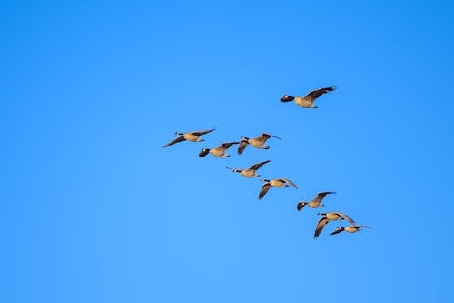 Low angle of flock of wild Canada geese soaring in cloudless blue sky in daytime during migration season