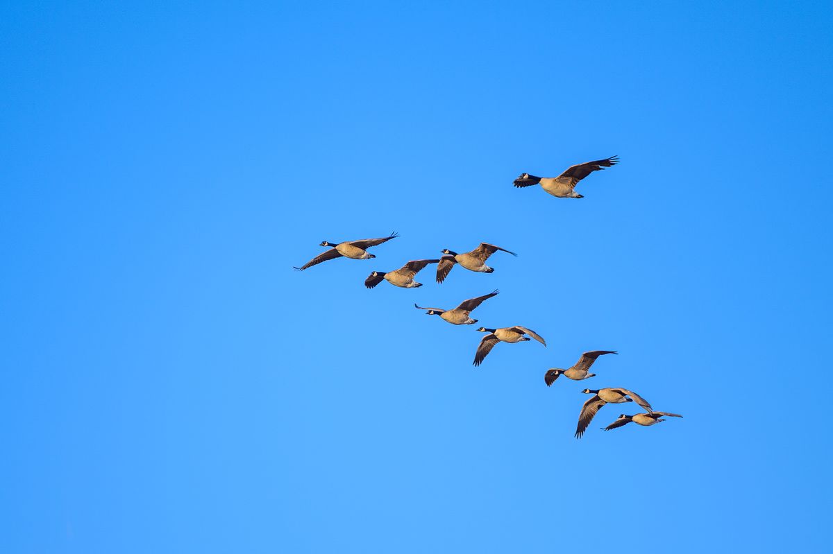 Why do geese fly in a V?