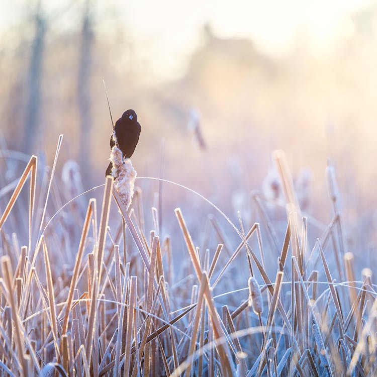 Black Bird Sitting On Dry Reed In Countryside