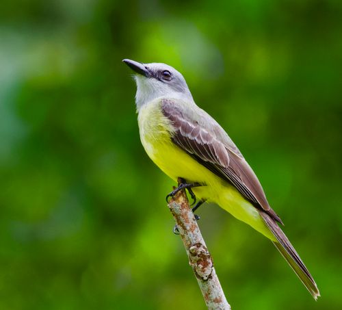 Free Perched tropical Western Kingbird captured against a blurred green background in Trinidad. Stock Photo