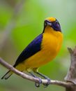 Close-Up Shot of a Violaceous Euphonia Perched on a Twig