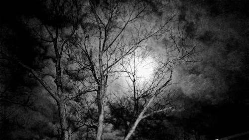 Free stock photo of dark night, spooky