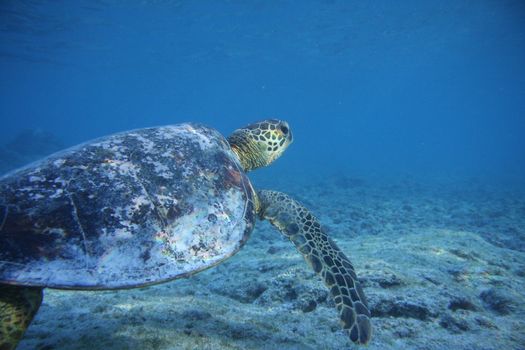 Discover a majestic sea turtle swimming gracefully in Hawaii's clear blue waters.