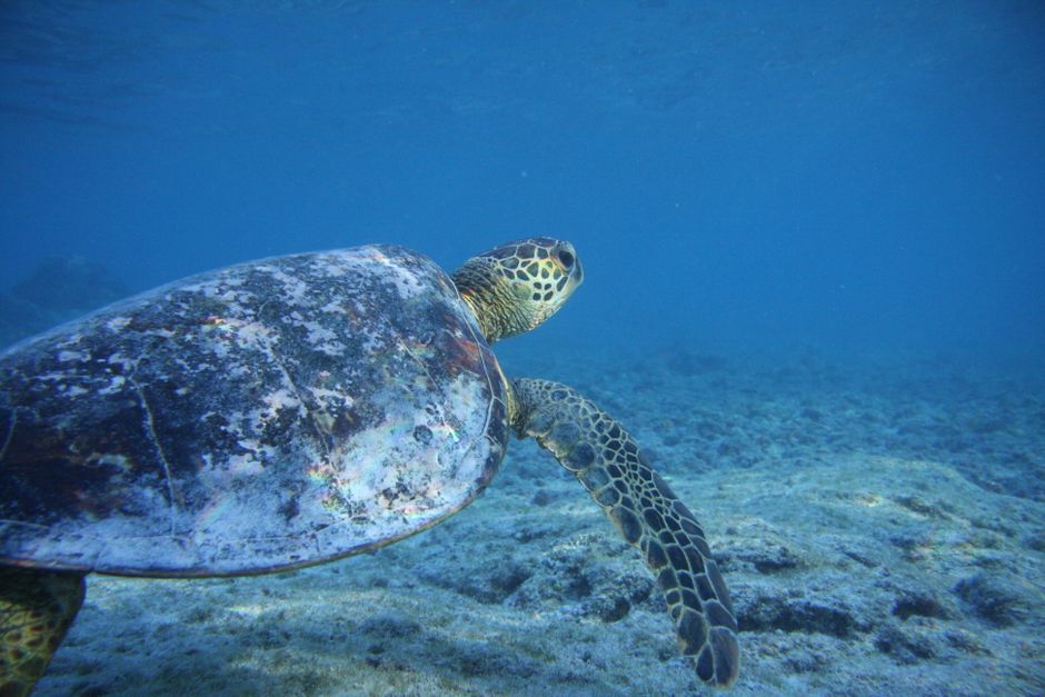 Photo by Dan Toomey Discover a majestic sea turtle swimming gracefully in Hawaii's clear blue waters.