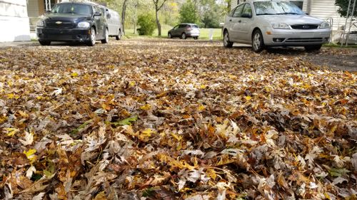 Free stock photo of fall leaves, fallen leaves Stock Photo