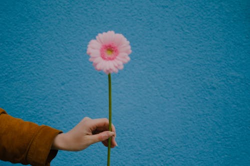 Person Holding a Pink Daisy