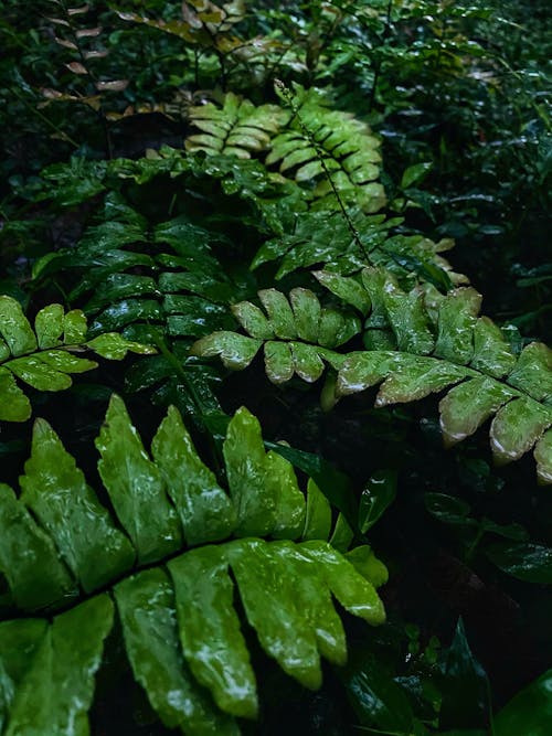 Free stock photo of after rain, dark green, grass