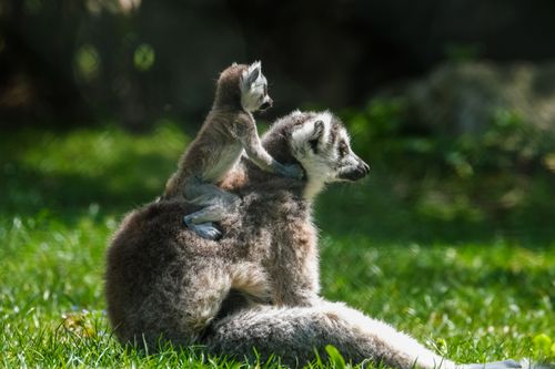 Free A baby lemur rides on its mother's back in a sunlit grassy area, showcasing warmth and nature. Stock Photo