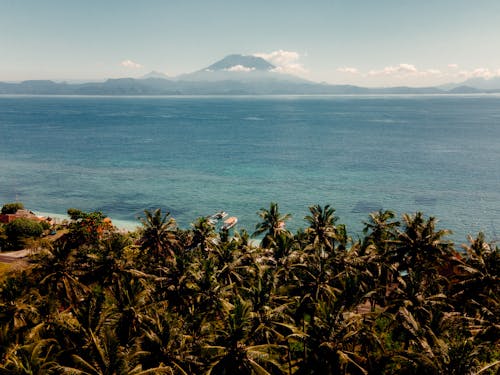 Aerial View of Coconut Trees on the Beach