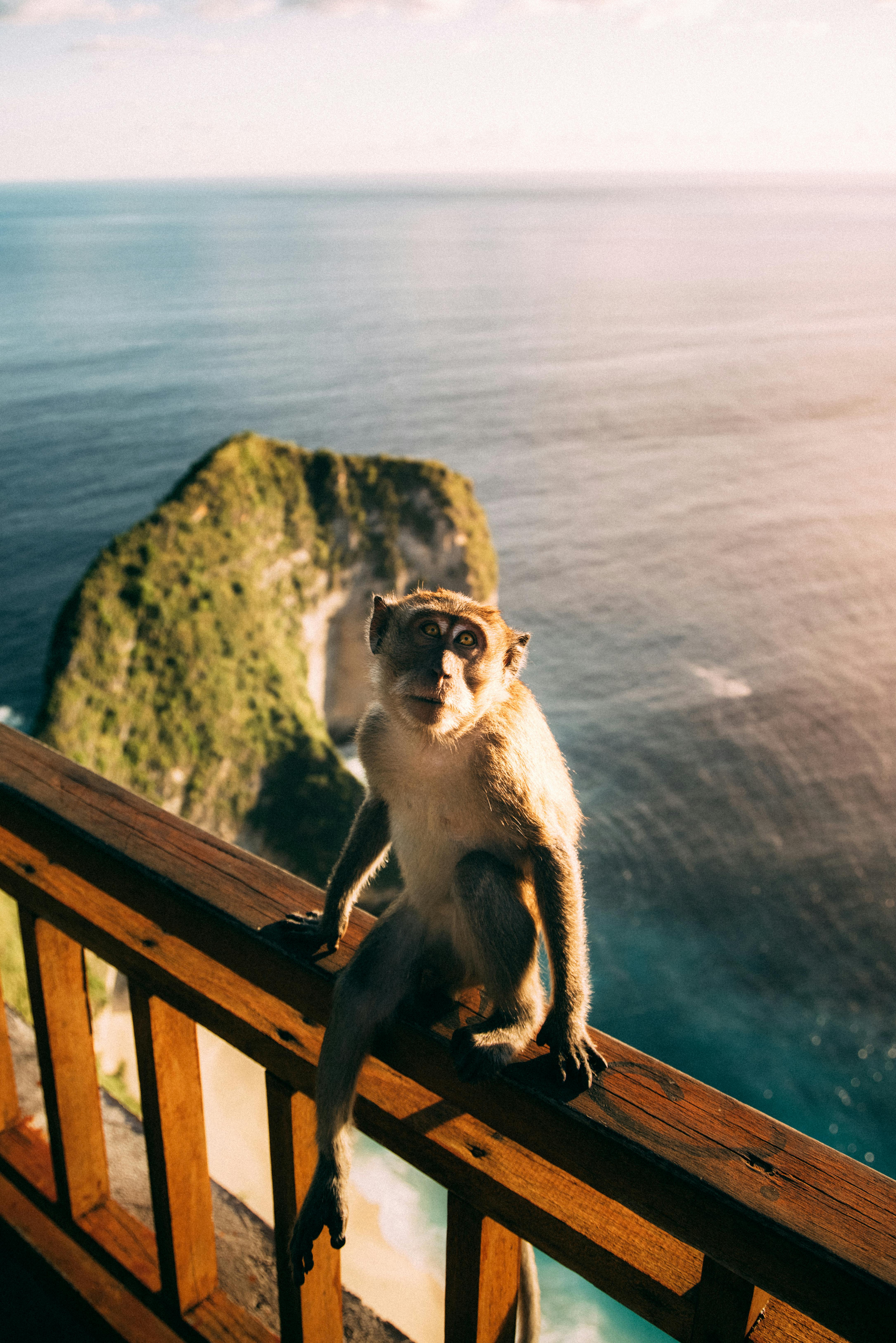 A wild monkey sits on a wooden railing with a stunning ocean view in Bali, Indonesia.