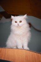 Perserkatze