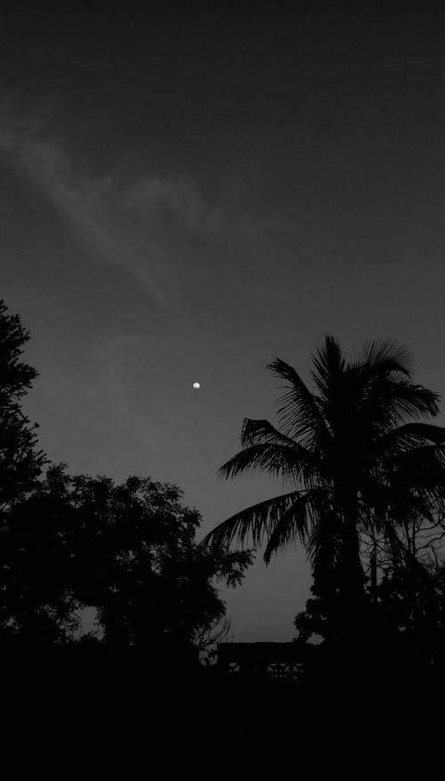 
A Grayscale of the Sky at Night