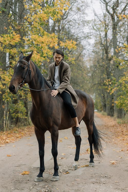 Gratuit Photos gratuites de cheval, faire de l'équitation, homme Photos