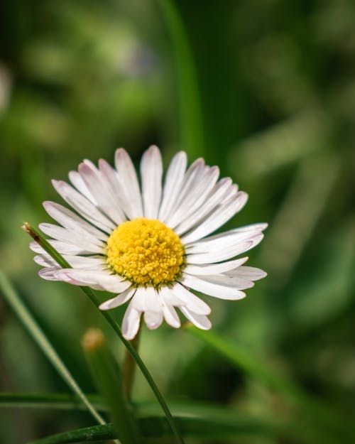 White Daisy in Bloom