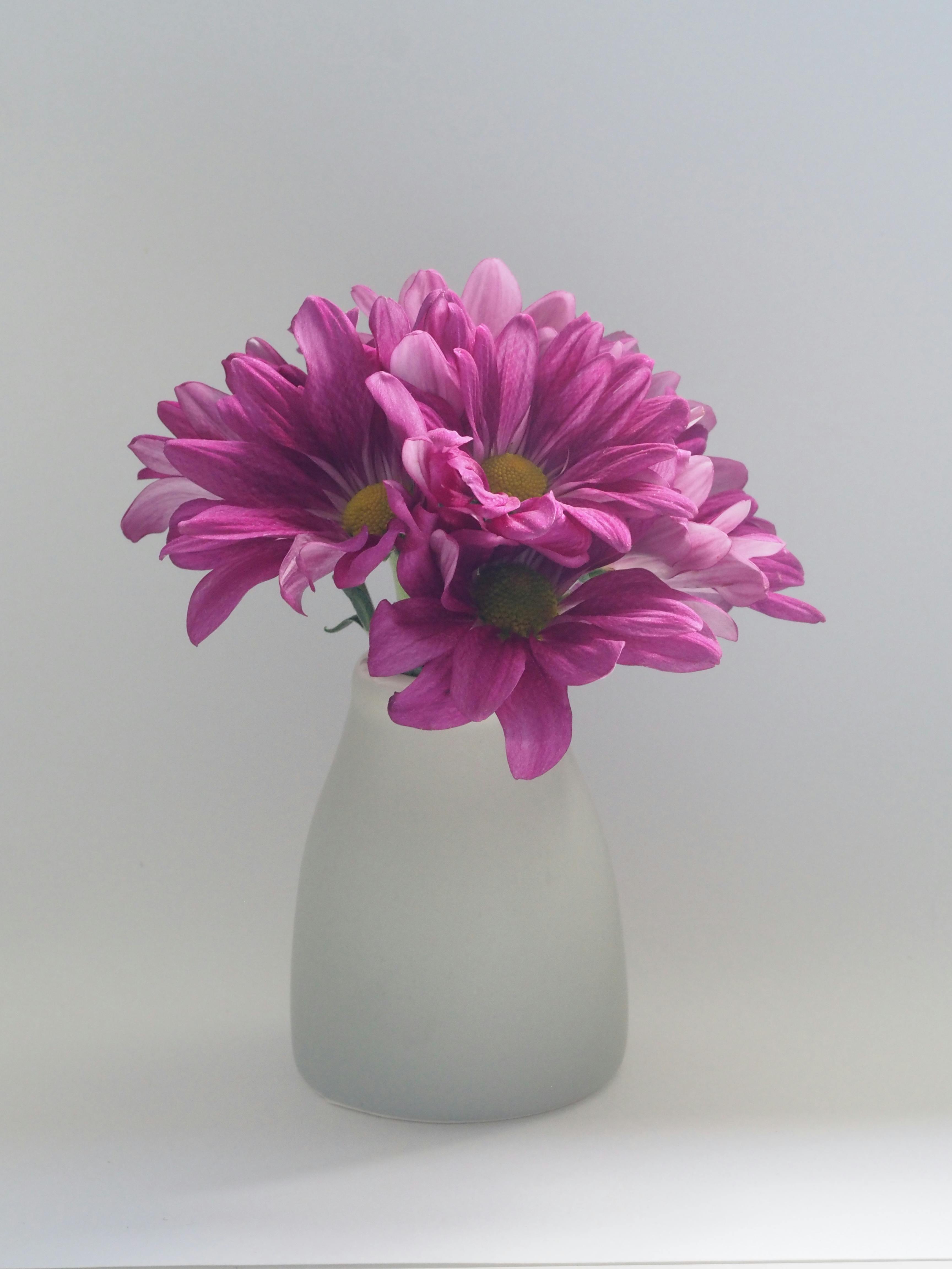 Pink Flowers on White Vase · Free Stock Photo