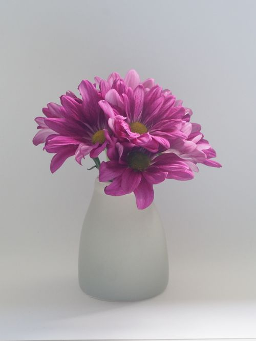 Free A minimalist photo of vibrant pink daisies elegantly arranged in a white vase, perfect for decor. Stock Photo