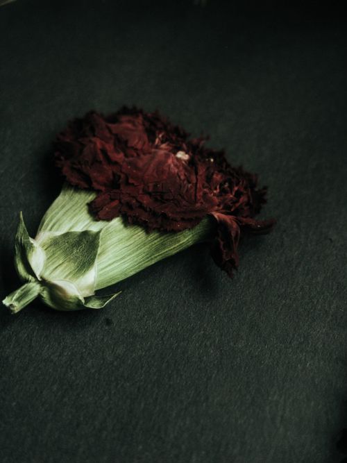 Free Close-up of a dry red carnation flower on dark background, emphasizing texture and contrast. Stock Photo