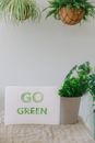 Green Plant on White Ceramic Pot