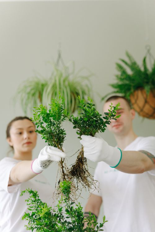 Free Two young adults wearing gloves hold small plants, promoting green living and volunteerism. Stock Photo