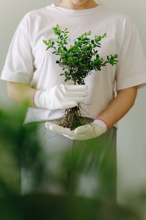 Kostnadsfri bild av bli grön, ekologi, flora